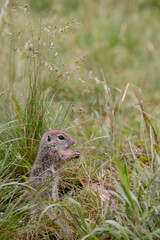Ground squirrel colony (Syslovisko Biele vody), National park Muranska Planina, Slovakia