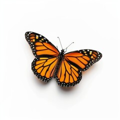 Obraz premium 3D Illustration of a Monarch Butterfly on White Background