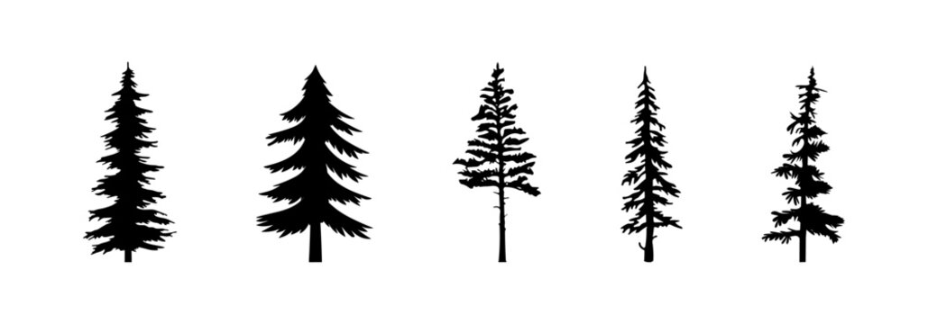 Pineree vector silhouette set. Trees flat black collection.