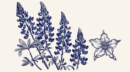 A classic botanical sketch featuring blooming bluebonnet flowers with elegant leaves, reflecting the meticulous beauty of these cherished wildflowers.