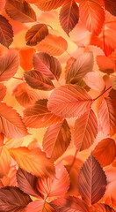 Naklejka premium Background group autumn orange leaves.
