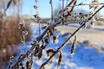 
winter frost on tree branches