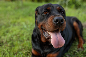 rottweiler in the green grass