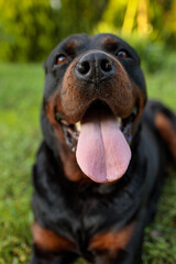 rottweiler in the green grass