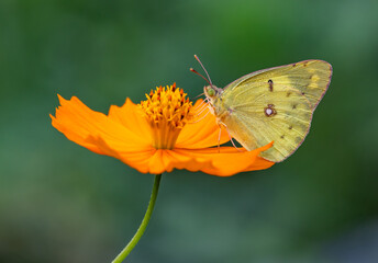 mariposa posando en flor!!