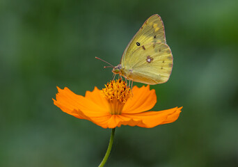Fotografia　de macro naturaleza
