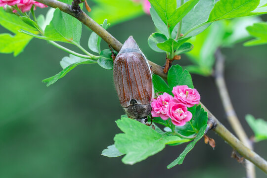 Brown cockchafer sits and chews on hawthorn pauls scarlet. Insect of may bug and red flower. Wildlife animal chafer beetle. Floral background of flower crataegus laevigata and parasitic melolontha.