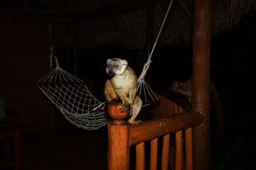 Lemur mischiefs on veranda bungalow and waits for food