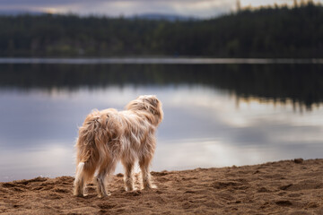Mixed breed dog in the sand by the lake