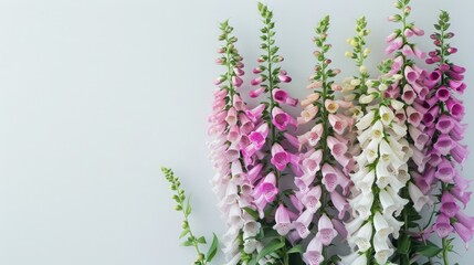 Naklejka premium Serene Foxglove Cascade, Pink and Purple Blooms on Clean White, Woodland Inspired Floral Frame, Nature’s Artistry