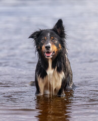 Black, tan and white border collie with water dripping off his coat