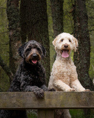 Two Labradoodles posing on the back of a bench