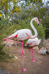 A pair of flamingos stand gracefully in their habitat, highlighting their vibrant pink feathers and long legs. The lush greenery and serene environment accentuate their beauty.