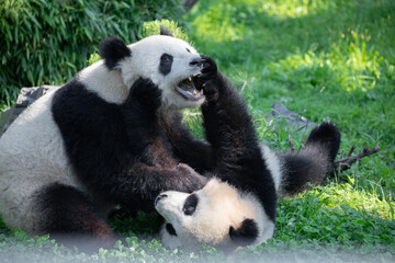 cheerful playing pandas on green lawn