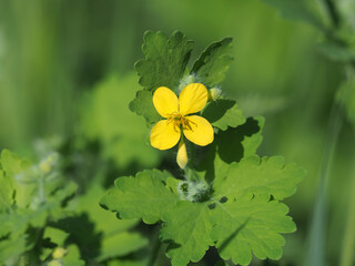 Chelidonium majus flower (commonly known as greater celandine or tetterwort or Sanguinaria canadensis)