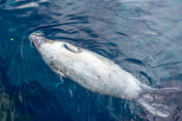 A serene image of a seal floating effortlessly in clear blue water. The calm marine environment...