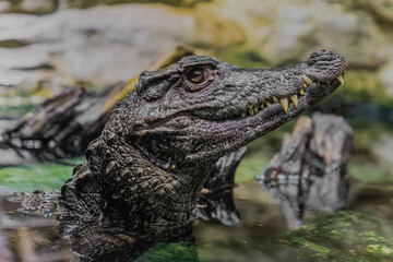 Caiman in the water. The yacare caiman Caiman yacare