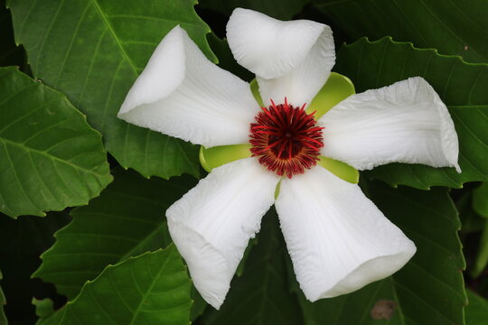 Dillenia Philippinensis (common name is Philippines Simpoh,Katmon) is a densely shrubby, small, evergreen tree branching with large white showy flowers and dark red pollen.