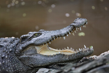 Close up crocodile is action show head in garden