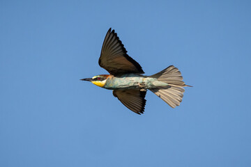 European bee-eater (Merops apiaster). 