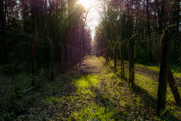 Obraz premium corridor of metal fence with barb wire in the woods