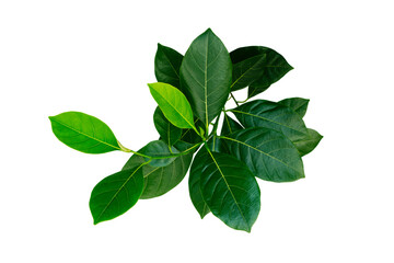 green leaf isolated on white background