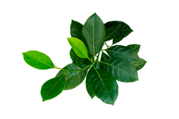 green leaf isolated on white background