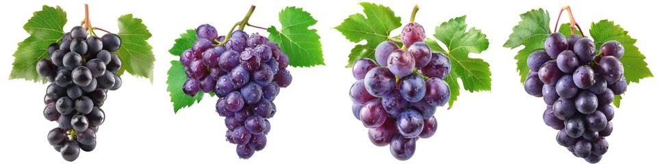 Fototapeta premium Four vibrant grape clusters with lush green leaves, showcasing a variety of fresh and juicy purple and black grapes, perfect for any culinary use.