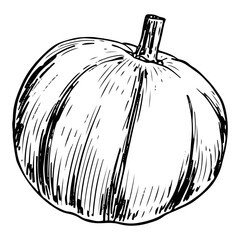 Pumpkin sketch. Ripe vegetable. Healthy vitamin food. Farm product. Harvesting. Hand drawn vector line illustration.