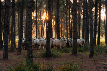 El ganado con el atardecer entre los pinos
