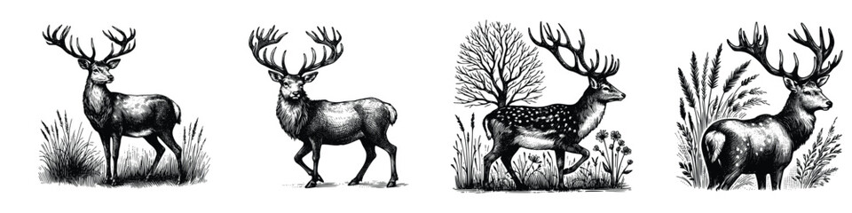 hand drawn sketch of a deer set . vector illustration design. Vintage engraving of isolated deer © Nurjen