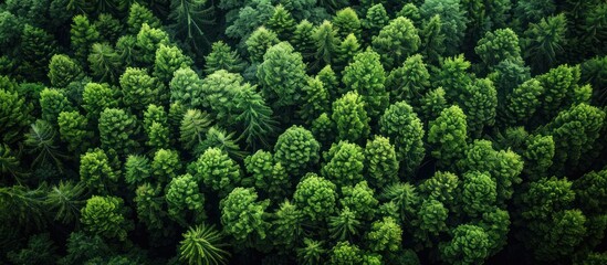 Aerial View of Lush Green Forest