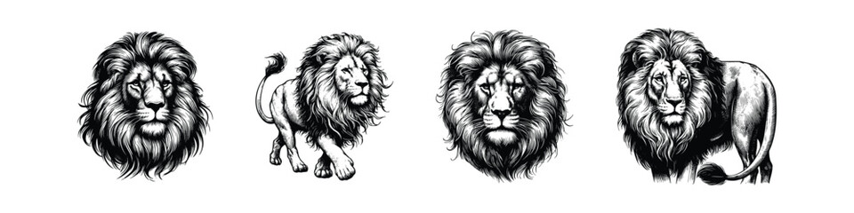 hand drawn sketch of a Lion set . vector illustration design. Vintage engraving of isolated Lion