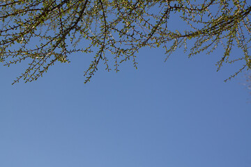 Branches of a tree with green leaves against the blue sky.