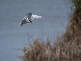 Common Tern Hunting in Flight Over Water (Sterna hirundo)