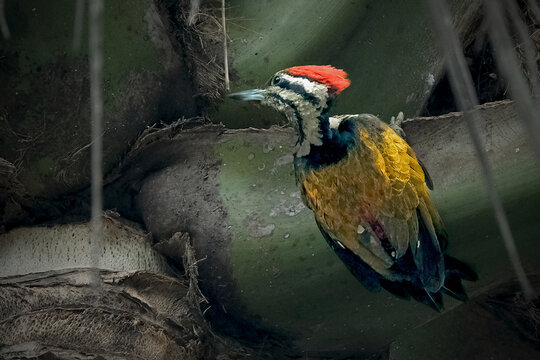 Common flameback on the tree