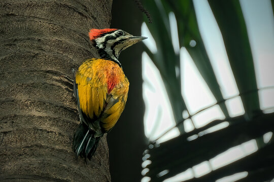 Common flameback on the tree