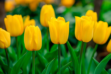 Naklejka premium beautiful fresh yellow tulips flowers field background
