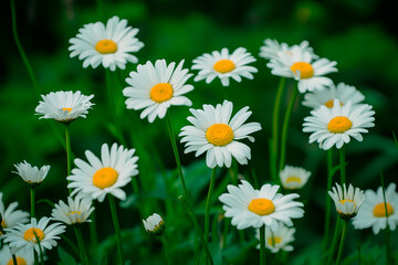 Fototapeta premium white daisy flowers with white petals in full frame background