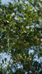 close up zoom green leaves on a tree at Papandayan mountain, West Java, Indonesia