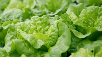 Detailed shot of hydroponic lettuce in a greenhouse, innovative technology ensuring optimal growth, no people, focus cover all object, deep dept of field