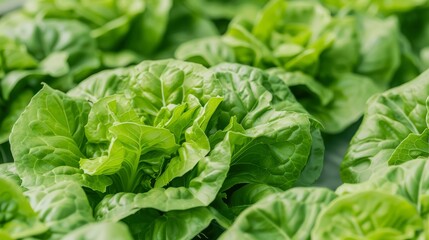 Detailed shot of hydroponic lettuce in a greenhouse, innovative technology ensuring optimal growth, no people, focus cover all object, deep dept of field