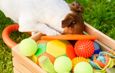 Dog looking for his favorite toy in box full of balls and pet toys © alexei_tm