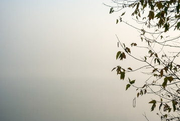 Tree branches with yellow leaves over a river in the fog, natural background.