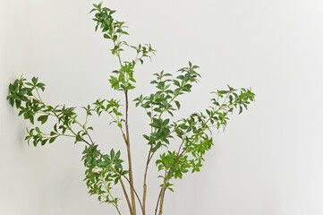 a green indoor plant against a white background.