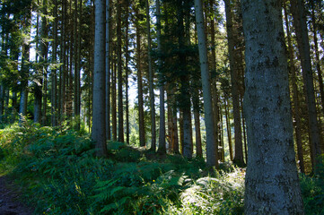 Auf dem Hahn und Henne Wanderweg bei Nordrach im Schwarzwald