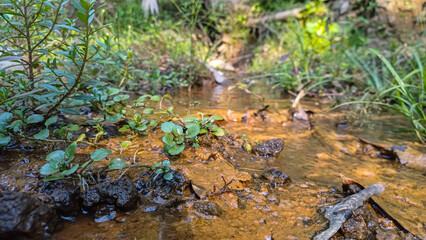 rusty rocks at springs rich in minerals