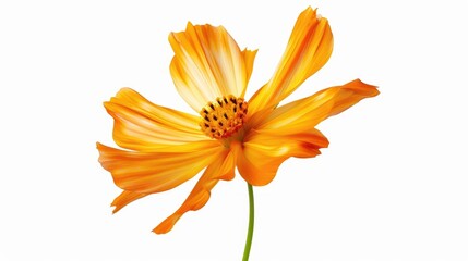 Stunning orange cosmos flower on white backdrop