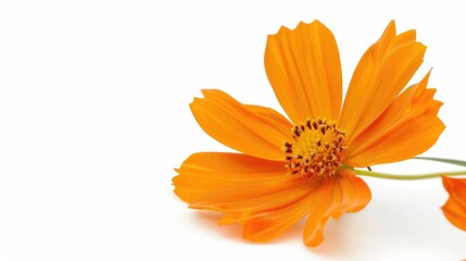 Stunning orange cosmos flower on white backdrop