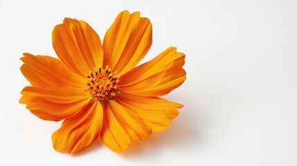 Stunning orange cosmos flower on white backdrop